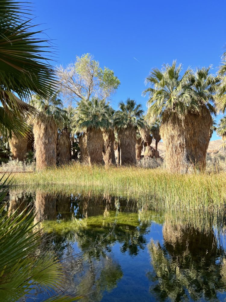 palm desert palm springs